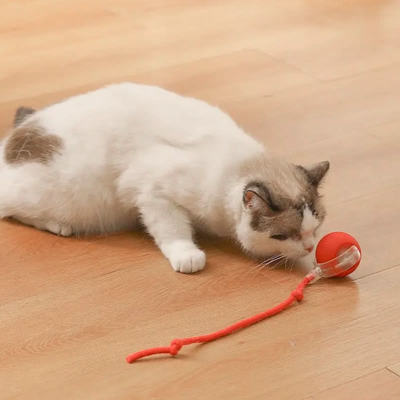 Jouet rebondissant pour chats actifs et curieux