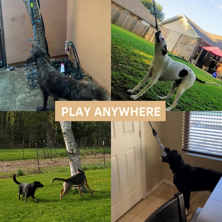 ChaseBall Jouet interactif roulant pour chien